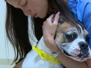 VIDEO: Animal ER: Inside Prestigious Hospital With Four-Legged Patients