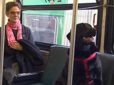 Dog Learned to Ride Bus Alone to Seattle Dog Park