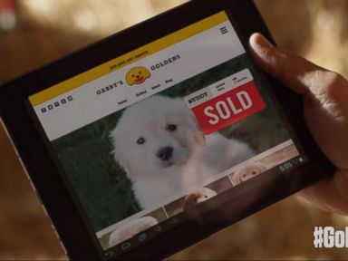 GoDaddy Pulls Super Bowl Puppy Ad After Backlash