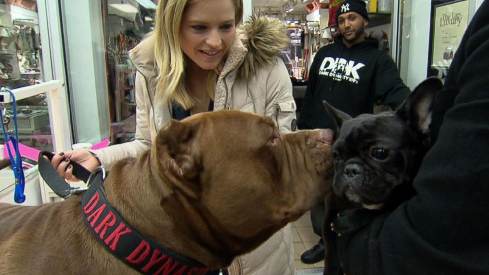 175 Pound Pit Bull Hulk Shatters Misconceptions About The Breed Abc News