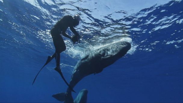 Video Tracking the Elusive, Super Intelligent Sperm Whale - ABC News