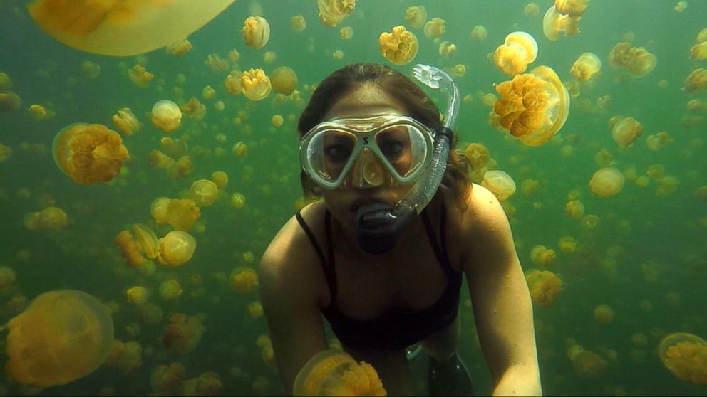 pool jellyfish