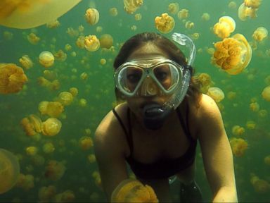 Exploring Palau's Mysterious Jellyfish Lake