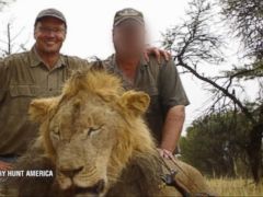Minnesota Dentist Acknowledges Killing Beloved Lion Cecil