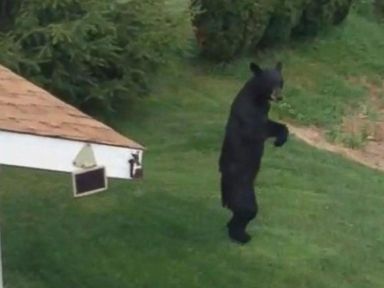 New Jersey Town Raises Over $15K For Bear Who Walks Upright