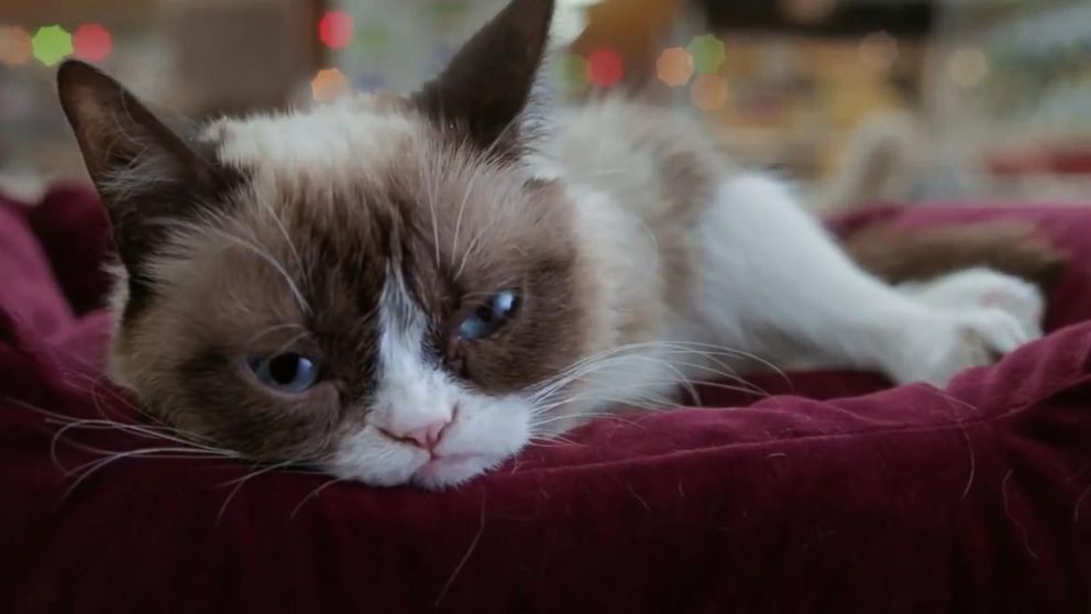 Pet Celebrities: How Grumpy Cat Became a Household Name - ABC News