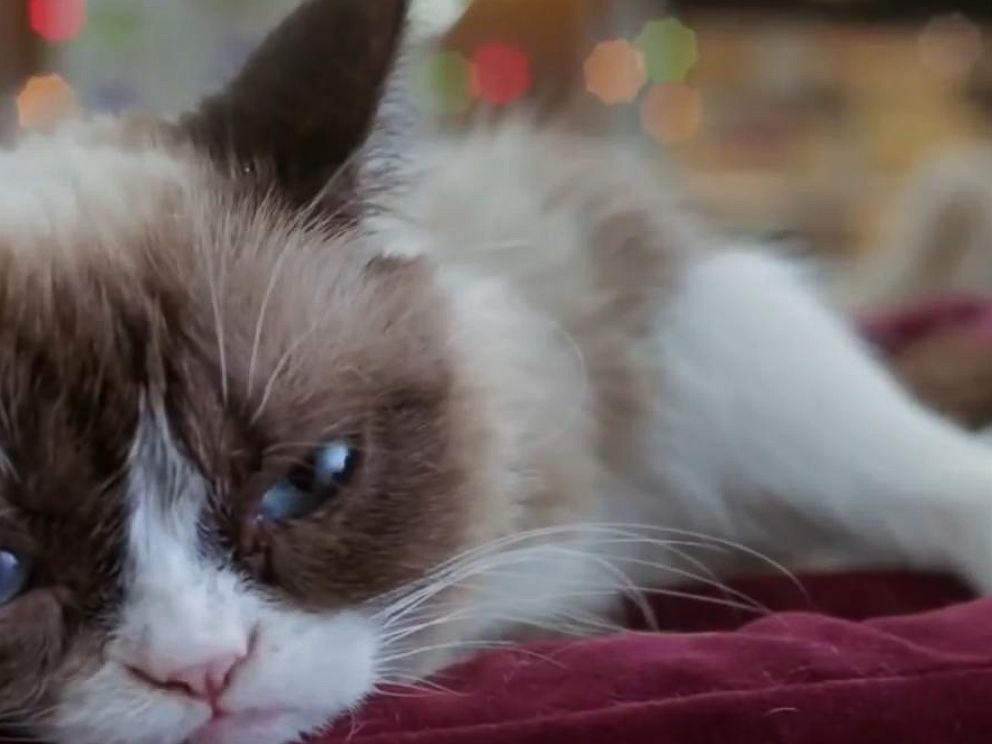 Pet Celebrities: How Grumpy Cat Became a Household Name - ABC News