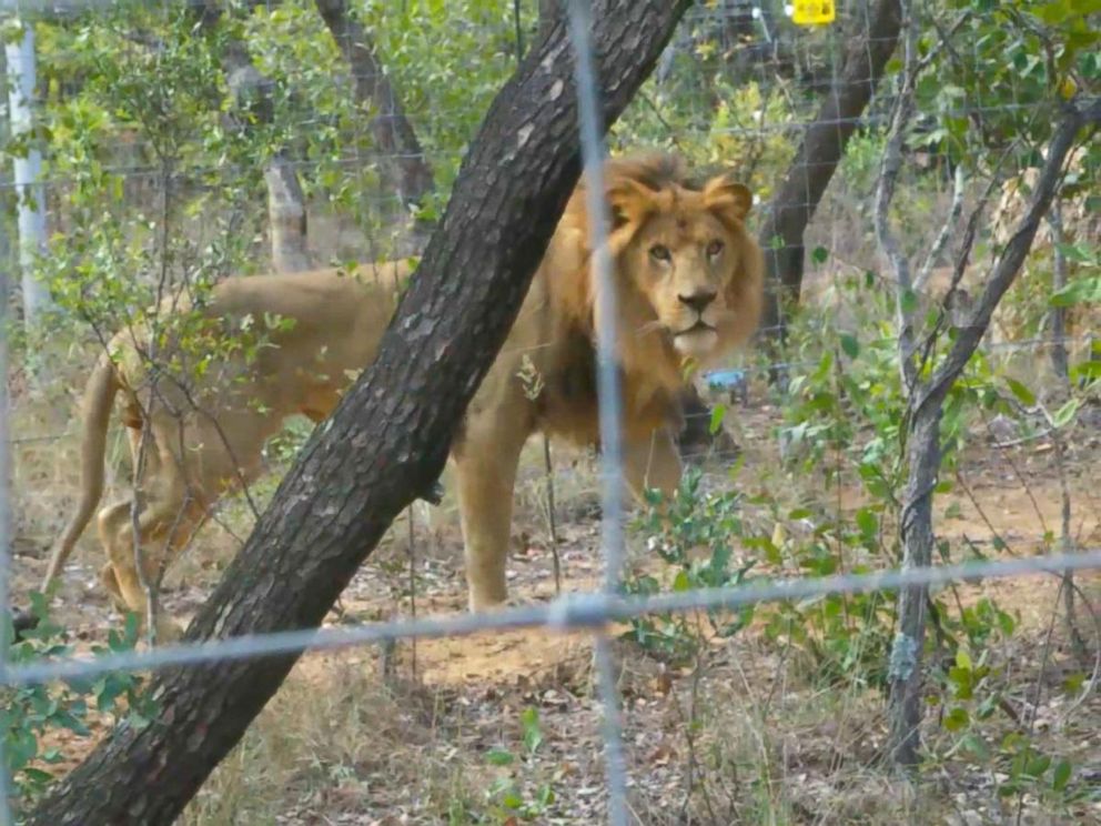 Lions of Lockdown' rescued from French circus freed in South