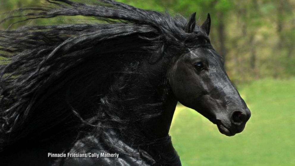 20 Horses With The Most Fabulous Hair You Have Ever Seen - I Can