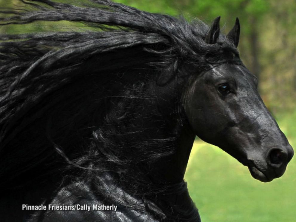Beauty of Black Horses