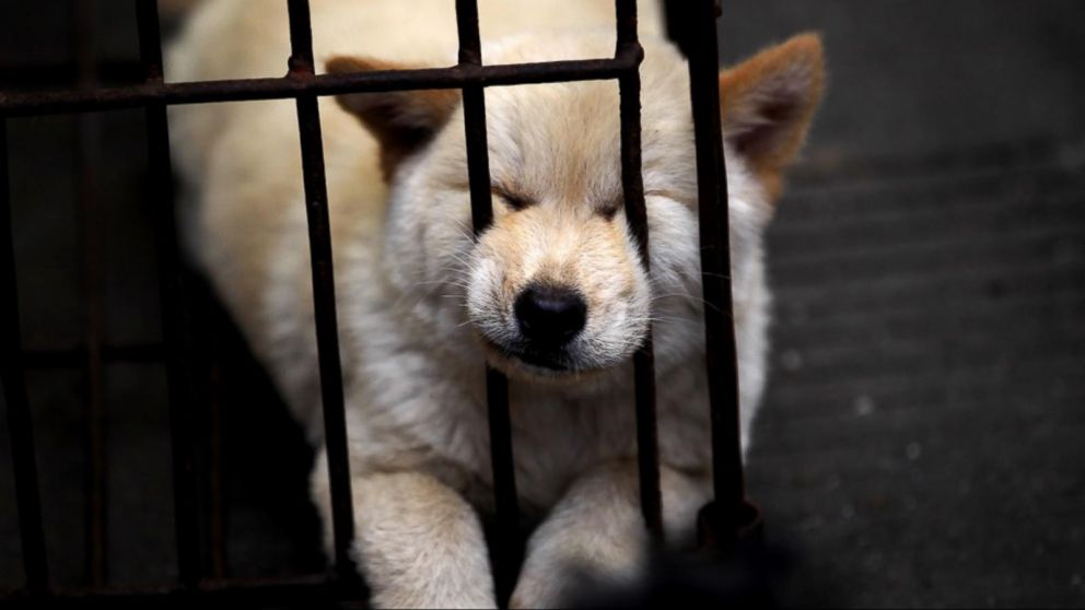 Video Celebs Take on Chinese Dog Meat Festival - ABC News