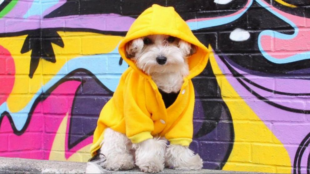 famous social media dogs