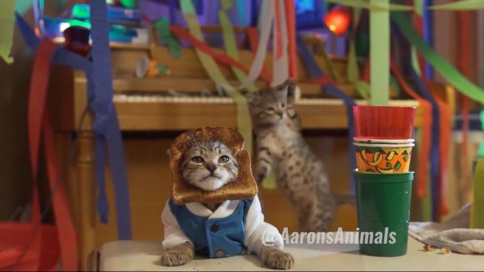 Video Meet the Adorable Viral YouTube Cat Stars Behind Aaron's Animals -  ABC News