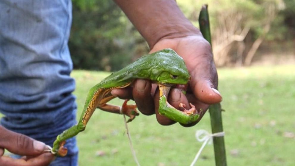 This ian tree frog's poison has become part of the latest