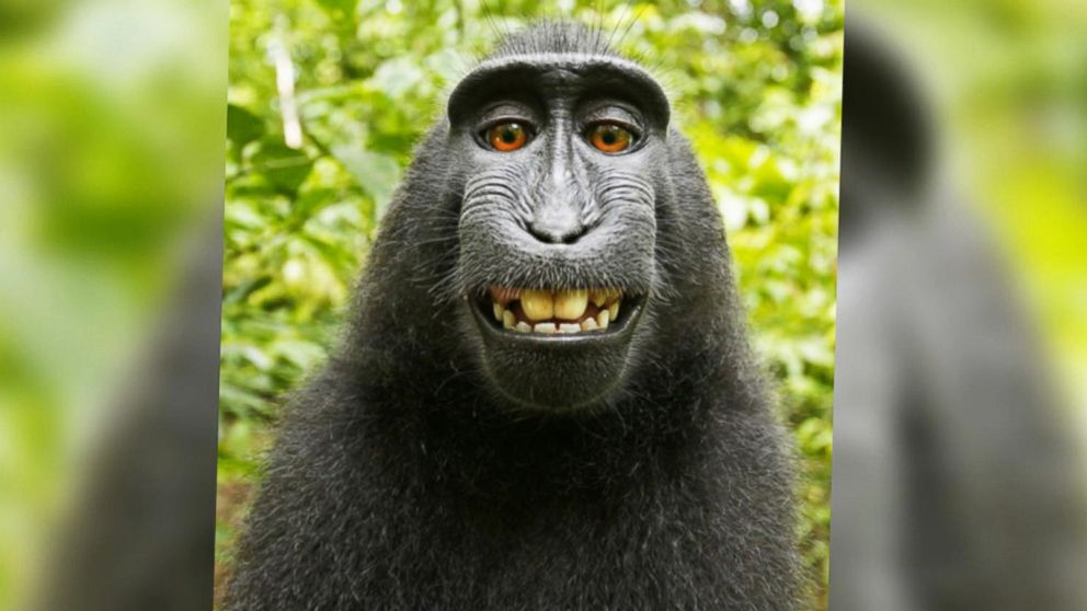 Video Federal court to rule on monkey's rights to its selfie photos ...