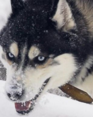 VIDEO: Dog sledding, another sport facing doping scandals, abuse allegations