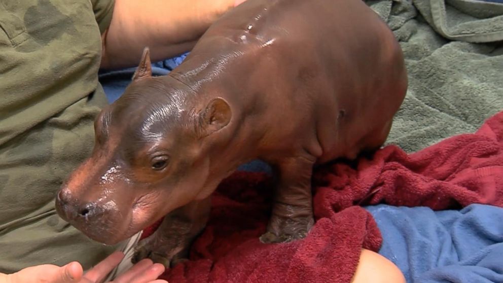 Video Fiona The Hippos Journey To Health Continues To Make Her A Viral Sensation Abc News