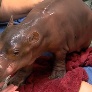 VIDEO: Fiona the hippo's journey to health continues to make her a viral sensation