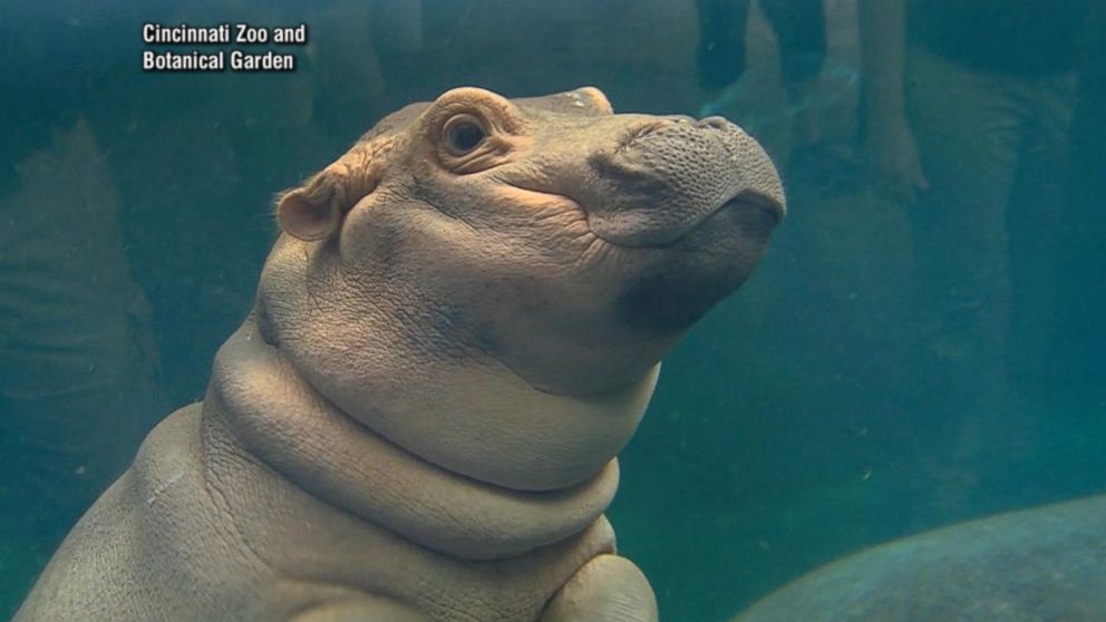 fiona hippo plush