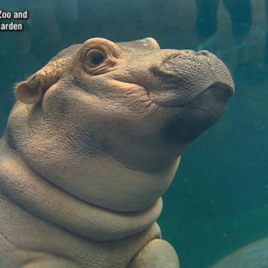 VIDEO: Meet the Cincinnati Zoo's viral social media star Fiona the hippo