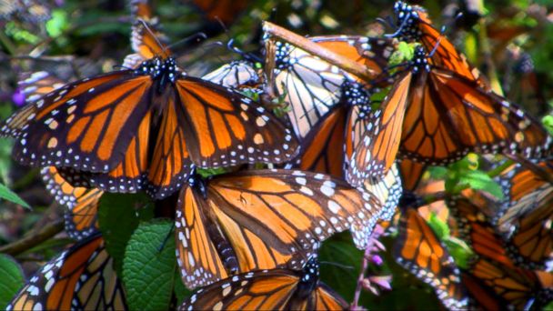 Video Millions of monarch butterflies flutter to the mountains in ...