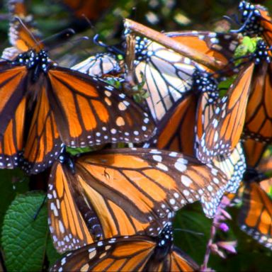 VIDEO: Millions of monarch butterflies flutter to the mountains in Mexico every October