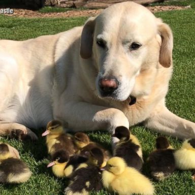 VIDEO: A dog 'adopted' these ducklings after their mom disappeared