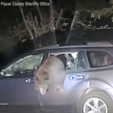 VIDEO: Bear gets freed after being trapped inside of a car