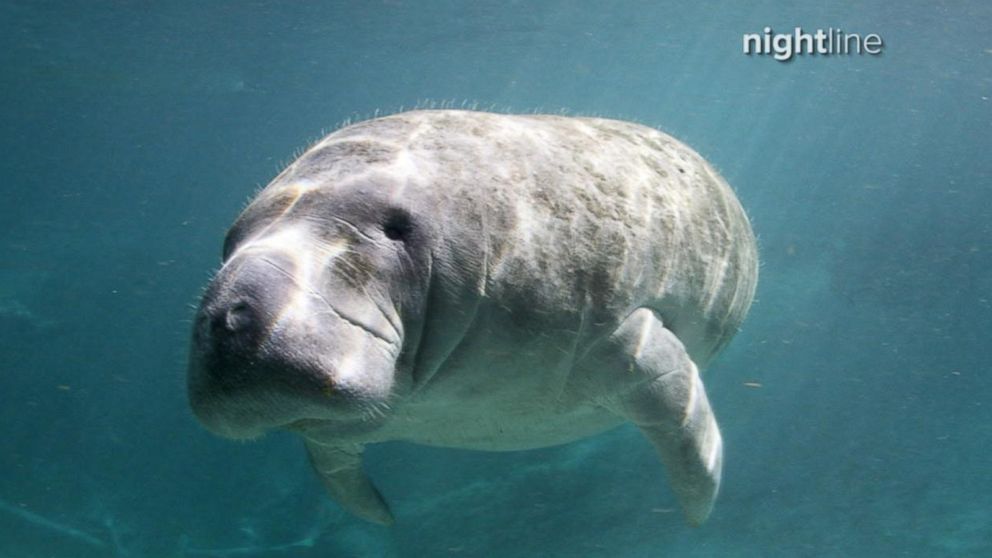 Cuteness Overload Rescued Manatees Drink Special Formula