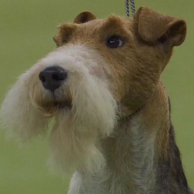 VIDEO: Wire fox terrier wins best in show