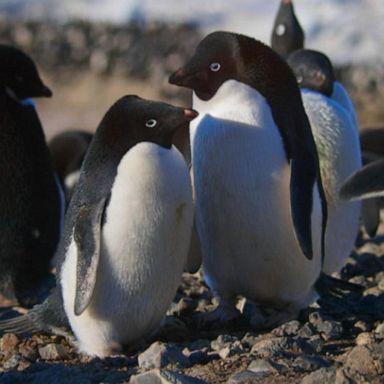 VIDEO: 'Penguins' filmmakers on finding a rock-n-roll penguin lead, promoting conservation