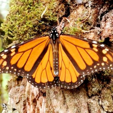 VIDEO: What the beauty of butterflies tells us about climate change