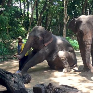 VIDEO: The darker side of captive exotic wildlife encounters for tourists