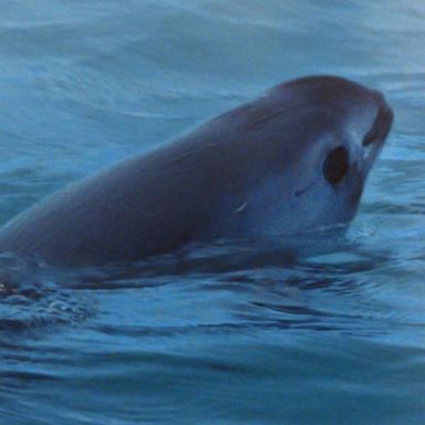 VIDEO: The race to save the last of the Vaquita