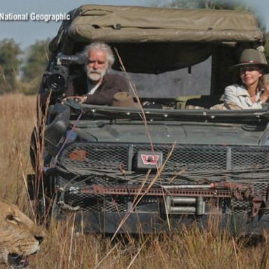 VIDEO: 2 conservationists' quest to save the lions in the wild