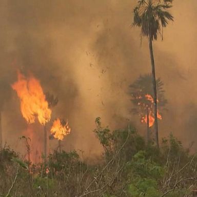 VIDEO: Amazon rainforest on fire: ‘Lungs of the world’ in flames