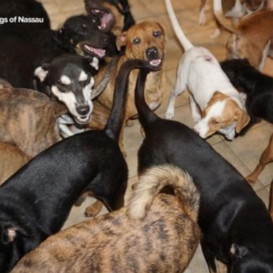 VIDEO: Woman shelters 97 dogs amid Hurricane Dorian