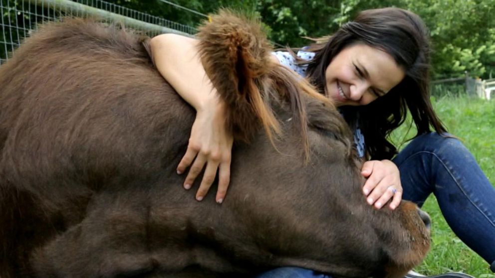 Video Cow cuddling and beyond: the changing landscape of support animals -  ABC News