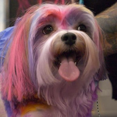 VIDEO: Color and controversy abound in art of creative dog grooming