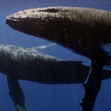 VIDEO: In 'Secrets of the Whales,' an intimate look at the titans of the deep blue sea