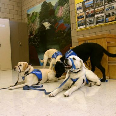 VIDEO: Incarcerated women seek redemption by training dogs to help people with disabilities