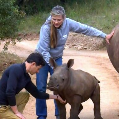 VIDEO: Baby rhinos give hope to saving endangered species