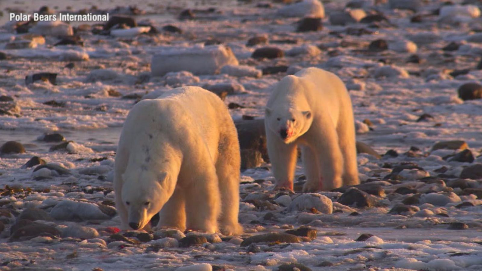 Polar bears changing habitat shows impacts of climate change