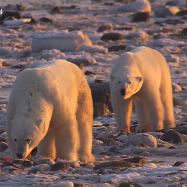 VIDEO: Polar bears’ changing habitat shows impacts of climate change 