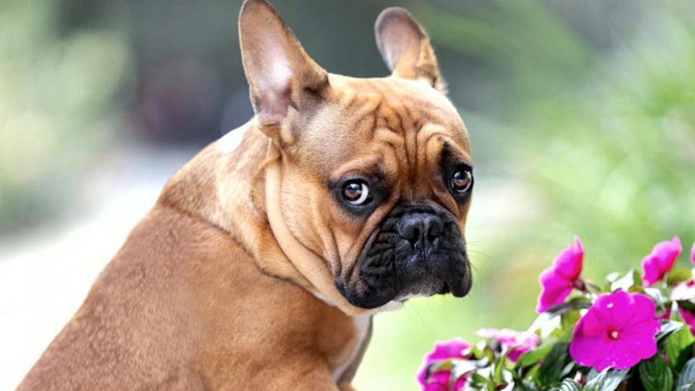 Video French bulldogs are top target amid rising dog thefts - ABC News