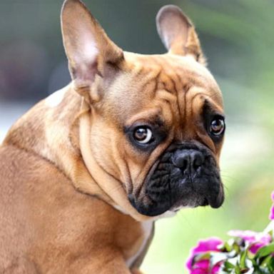 VIDEO: French bulldogs are top target amid rising dog thefts 