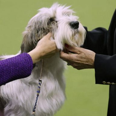 VIDEO: Inside the puppy prep for the Westminister's dog show