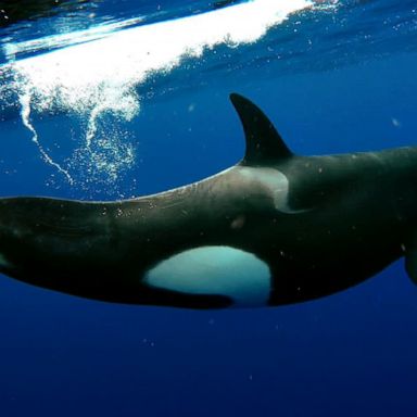 VIDEO: Experts call for more nuance in how people view orcas 