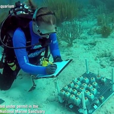 VIDEO: Extreme heat threatens Florida's reef, continental US's only coral reef system