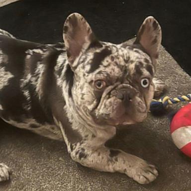 VIDEO: French bulldog owners on alert for brazen ‘dognappers’